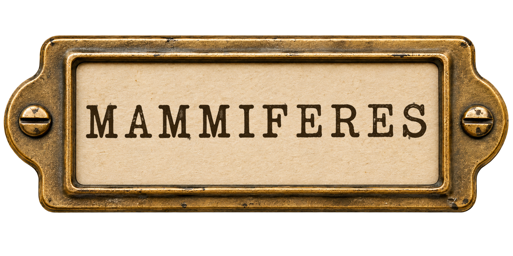 Mammifères